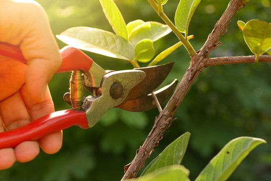 גיזום עצים בגבעתיים – מה צריך לבדוק לפני שמזמינים גוזם עצים?